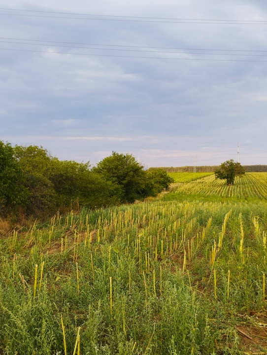 SUPER OCAZIE SE VINDE TEREN UZUNU STRADAL DN5 BUCURESTI-GIURGIU