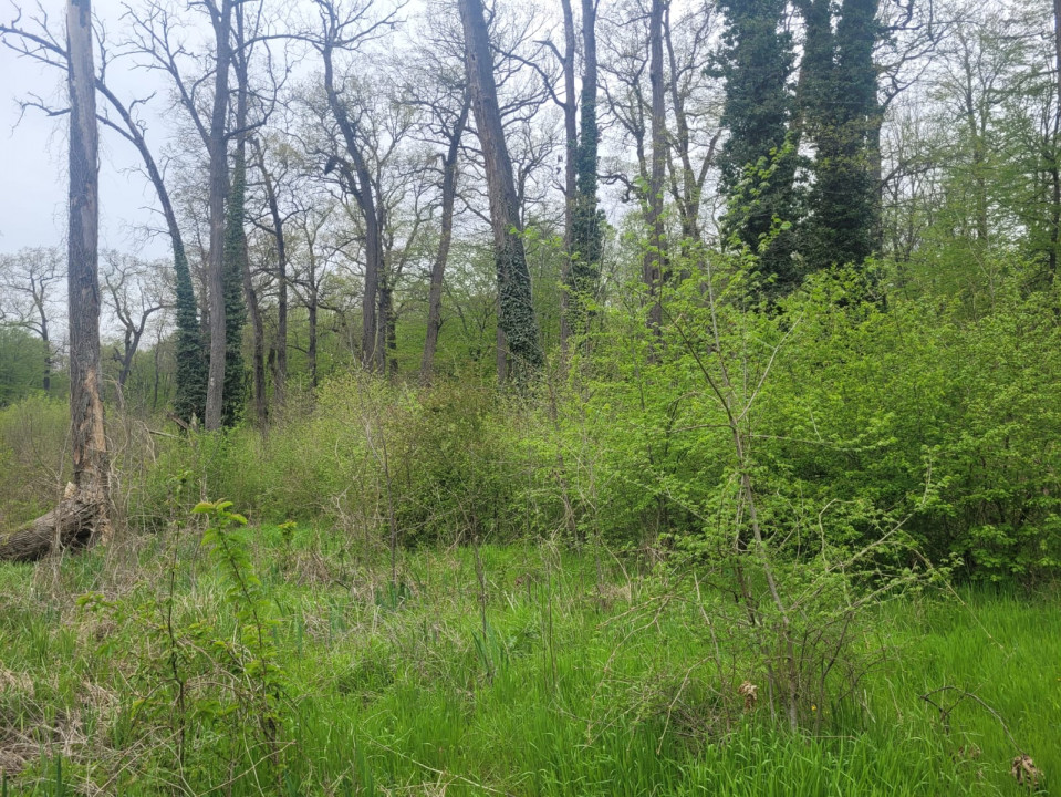 SUPER  OCAZIE TEREN 4000MP DE VANZARE IN SNAGOV CU DESCHIDERE LA LACUL SNAGOV