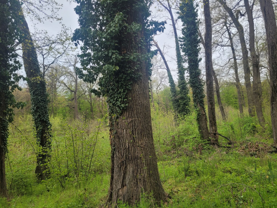SUPER  OCAZIE TEREN 4000MP DE VANZARE IN SNAGOV CU DESCHIDERE LA LACUL SNAGOV