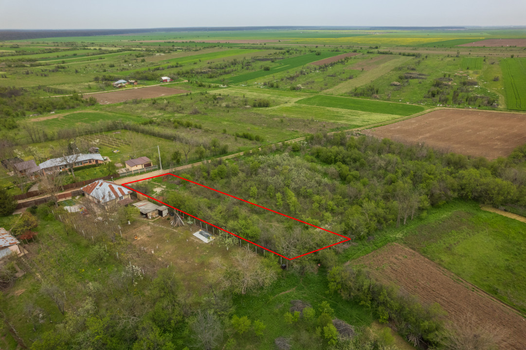 LETCA NOUA, TEREN CONSTRUCTII 1184 MP, FRONT 21 M !