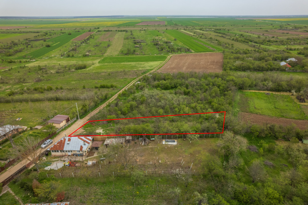 LETCA NOUA, TEREN CONSTRUCTII 1184 MP, FRONT 21 M !